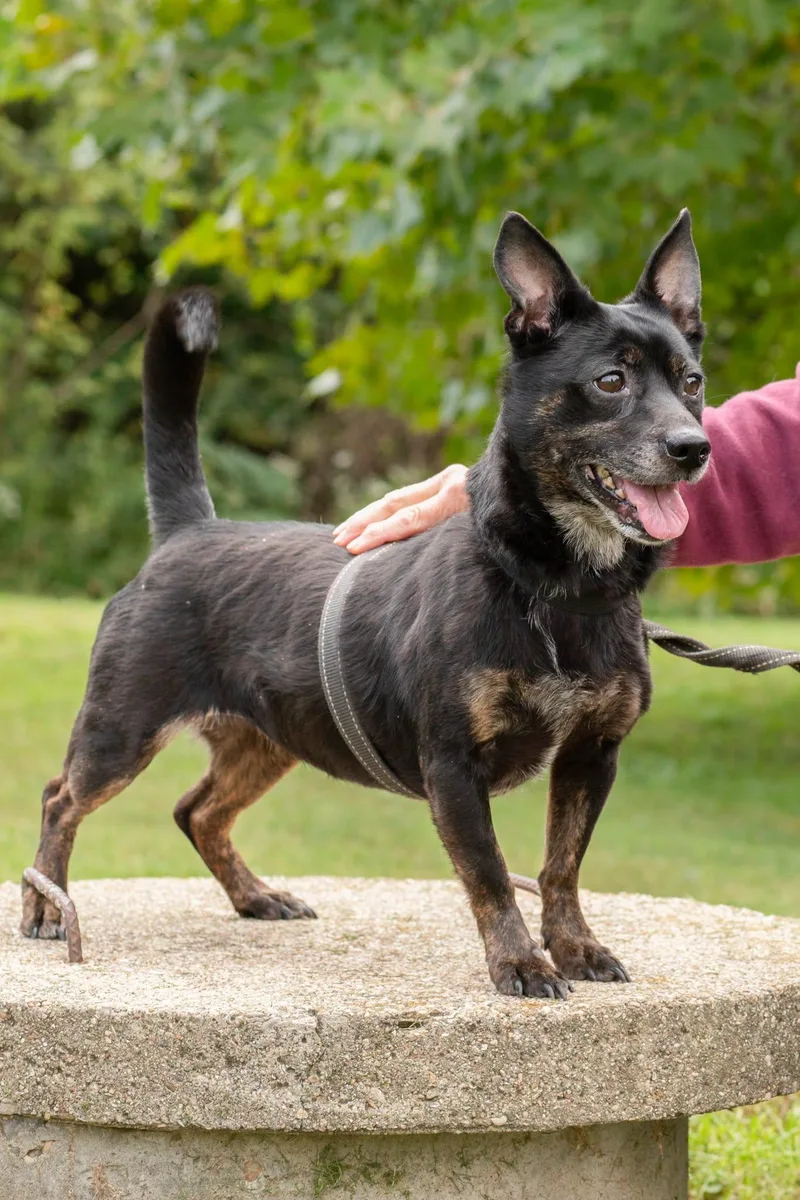A senior small-sized female Black Corgi dog named Bayley for adoption in Macomb, IL