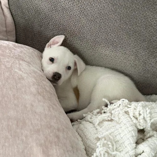 Sophie