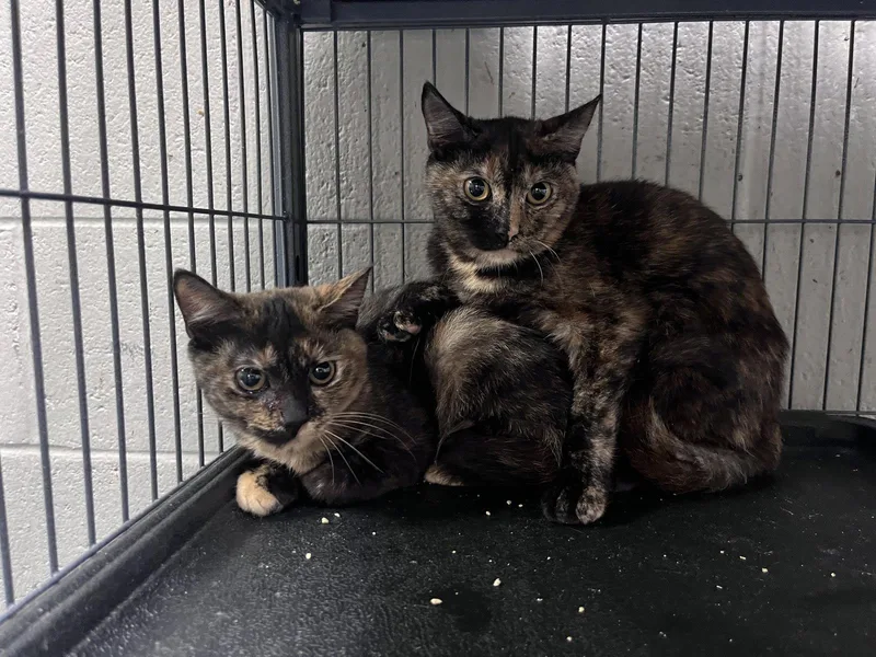 A young medium-sized female Domestic Short Hair cat named Coral for adoption in Carrollton, GA