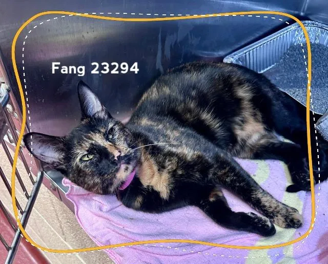 An adult medium-sized female Tortoiseshell Domestic Short Hair cat named Fang for adoption in Marietta, GA