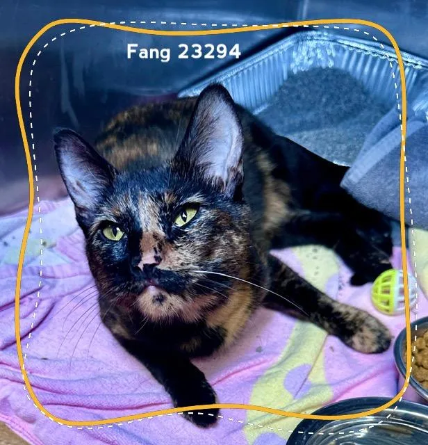Fang thumbnail 2