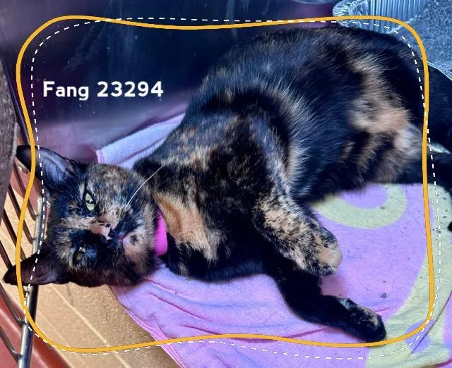 Fang thumbnail 3