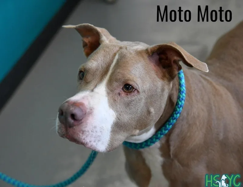 A senior medium-sized male Terrier dog named Moto Moto for adoption in Fort Mill, SC