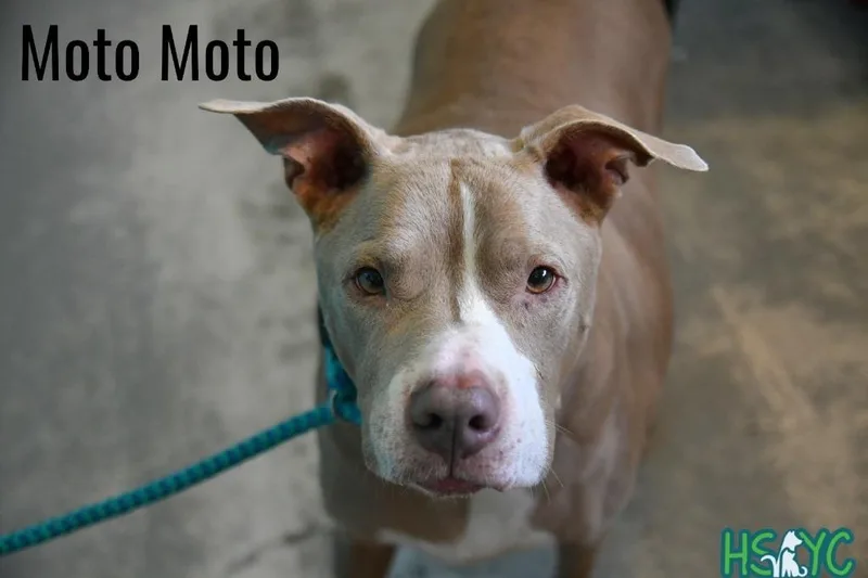 Moto Moto thumbnail 2