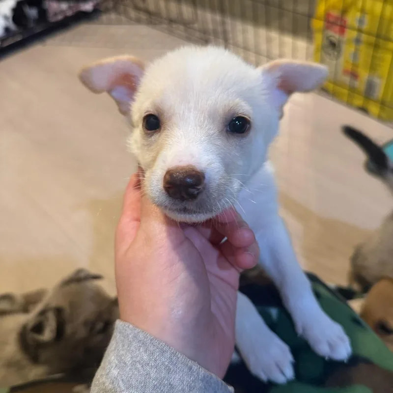 A baby small-sized female Yellow / Tan / Blond / Fawn Mixed Breed dog named Nikon for adoption in Buffalo, MN