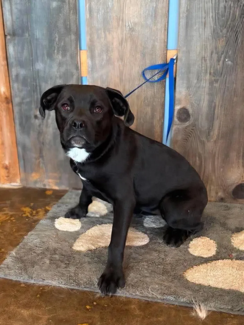 A young medium-sized female Boston Terrier dog named Willow for adoption in Milwaukee, WI