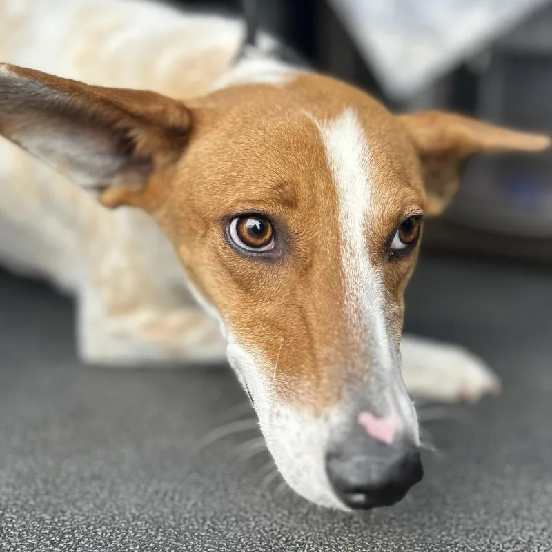 An adult medium-sized female Red / Chestnut / Orange Australian Cattle Dog / Blue Heeler dog named Sienna for adoption in Point Richmond, CA