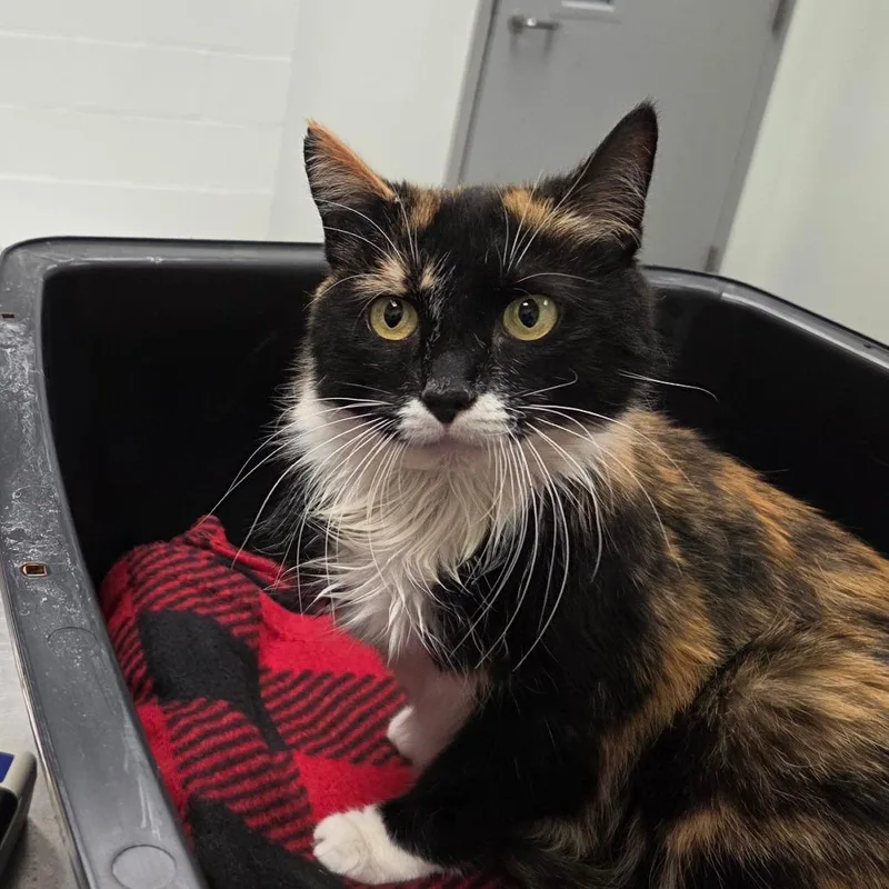 An adult medium-sized female Calico Domestic Short Hair cat named Cassie for adoption in Chattanooga, TN