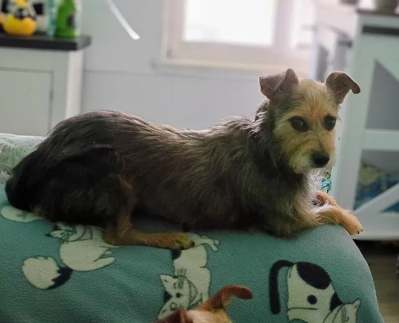 An adult small-sized female Yorkshire Terrier dog named Sara Ann for adoption in Plymouth, MI