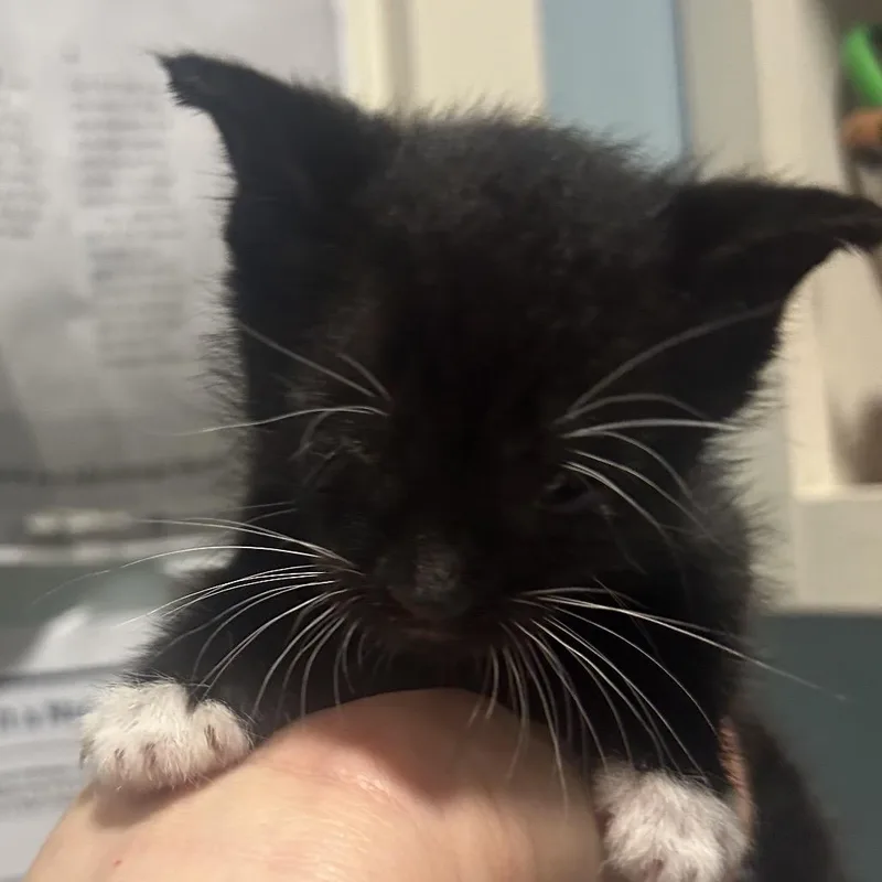 A baby small-sized male Black Domestic Short Hair cat named Little Raven for adoption in Chattanooga, TN