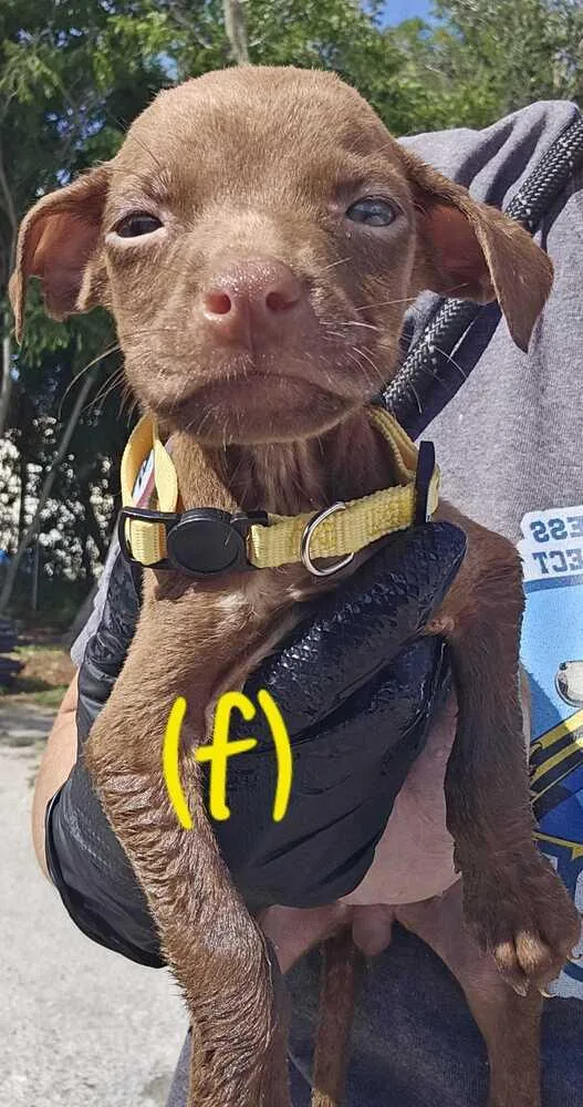 A baby small-sized female Brown / Chocolate American Bulldog dog named Walmart  Yellow for adoption in Lakeland, FL