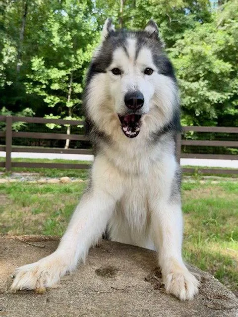 An adult large-sized male Alaskan Malamute dog named Link for adoption in Cumming, GA