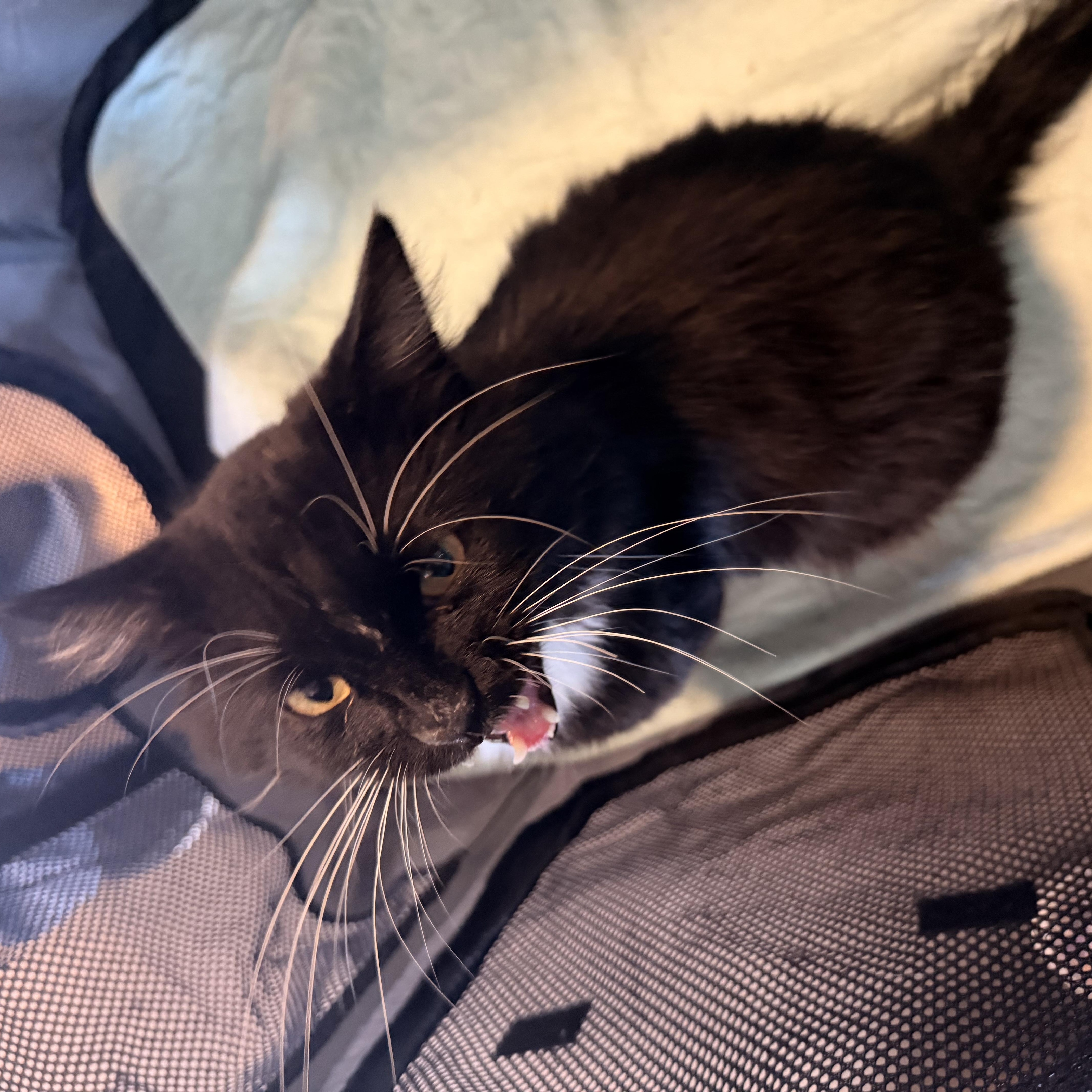 A young large-sized male Domestic Long Hair cat named Kazoo for adoption in Scranton, PA
