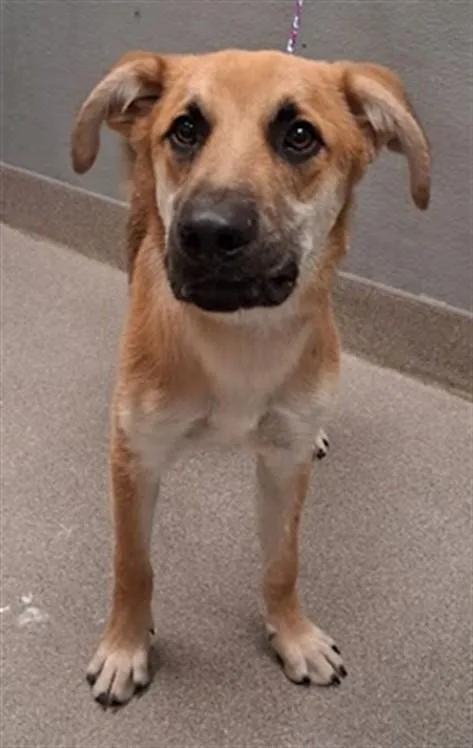 A young small-sized male German Shepherd Dog dog named Oscar for adoption in Las Vegas, NV