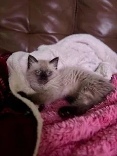 A baby medium-sized male Siamese cat named Snow for adoption in Waxhaw, NC