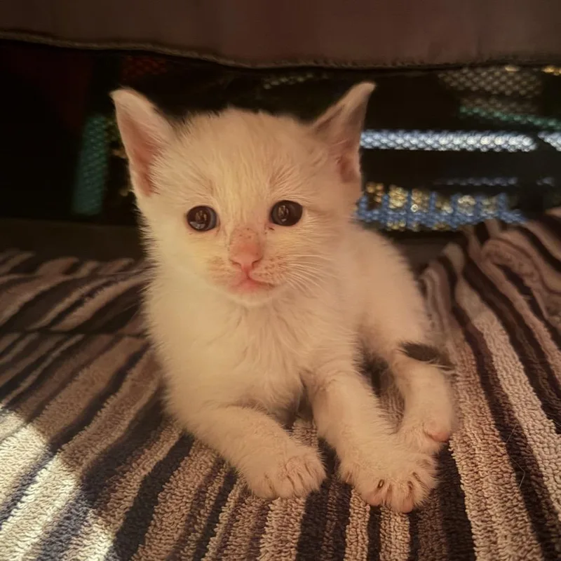 A baby small-sized female White Domestic Short Hair cat named Dolly for adoption in Wilmington, DE