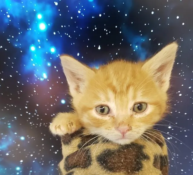 A baby small-sized male Domestic Short Hair cat named Egypt for adoption in Tucson, AZ