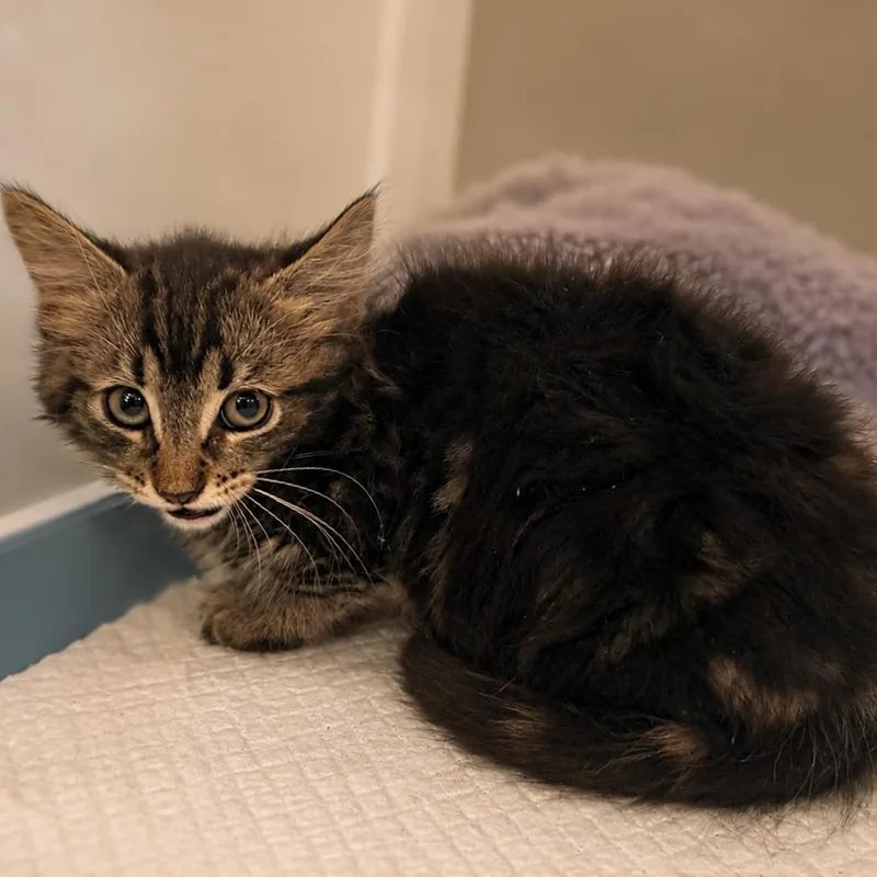 A baby small-sized male Brown / Chocolate Domestic Short Hair cat named Jimothy for adoption in Howard beach, NY