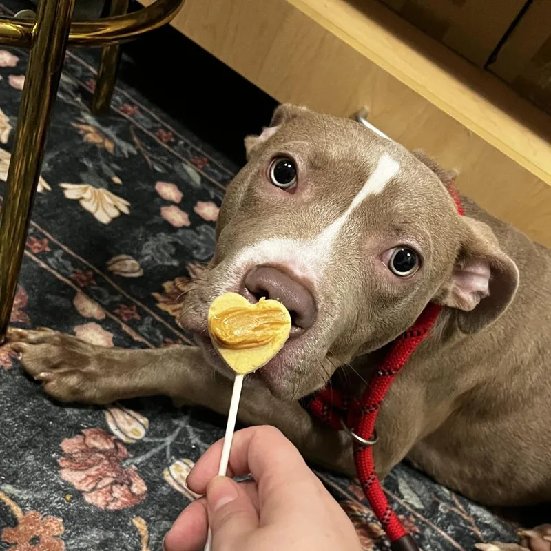 A young medium-sized male Yellow / Tan / Blond / Fawn Pit Bull Terrier dog named Buggy for adoption in Chicago, IL