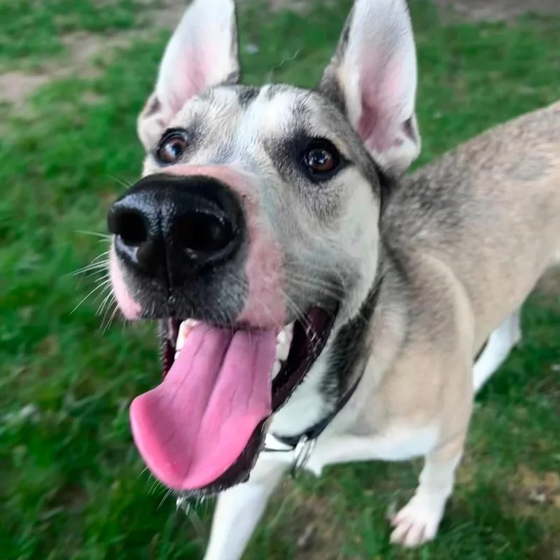 A baby large-sized male Great Dane dog named Whiskey for adoption in Midland, MI