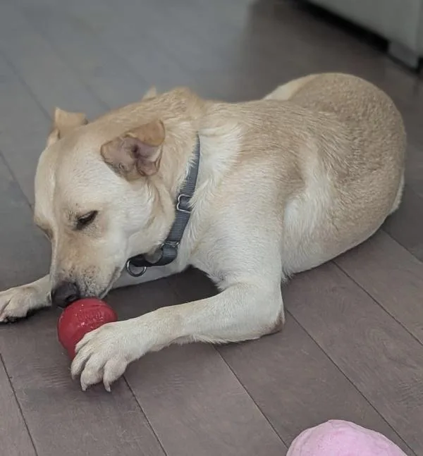 A young large-sized female Mixed Breed dog named Lucy for adoption in Austin, TX