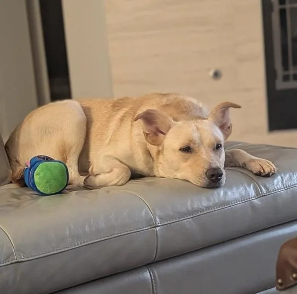 Lucy thumbnail 6