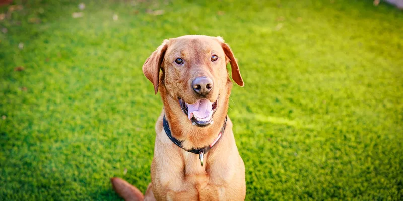 Maverick thumbnail 2