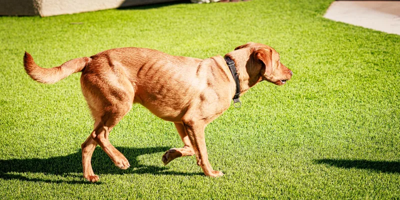 Maverick thumbnail 4