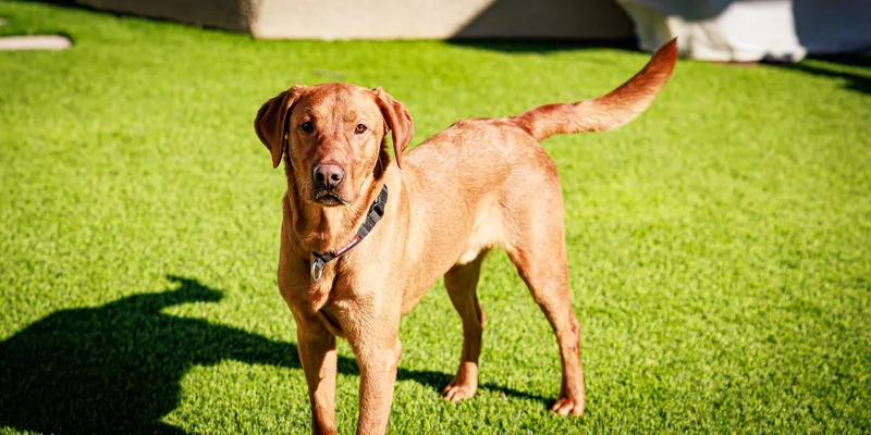 Maverick thumbnail 6