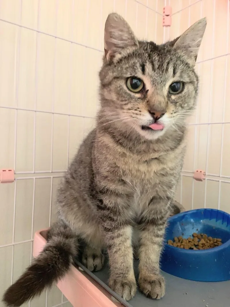 Cheddar Broccoli Casserole & thumbnail 2