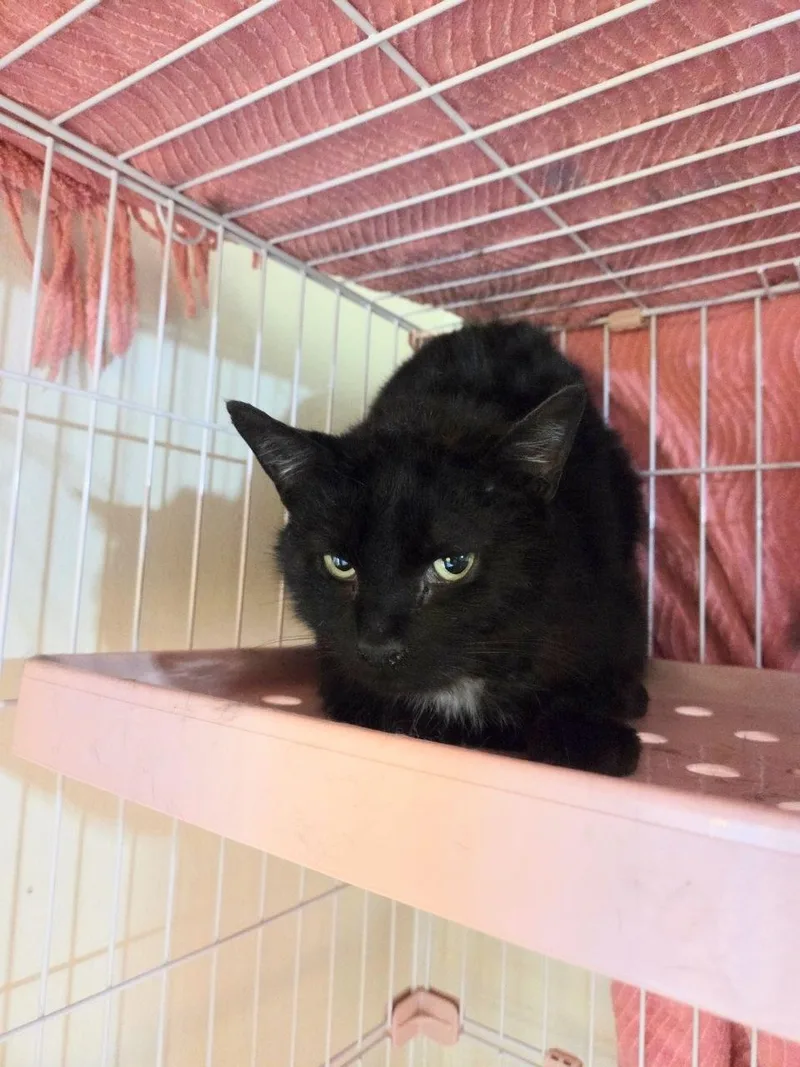 Cheddar Broccoli Casserole & thumbnail 3