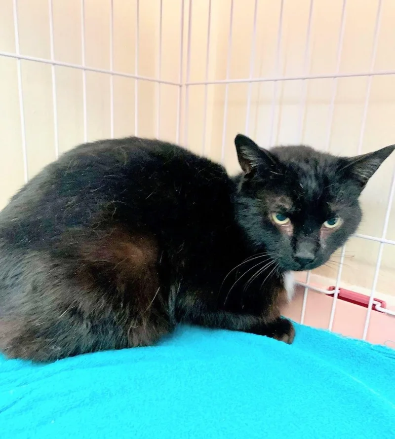 Cheddar Broccoli Casserole & thumbnail 4