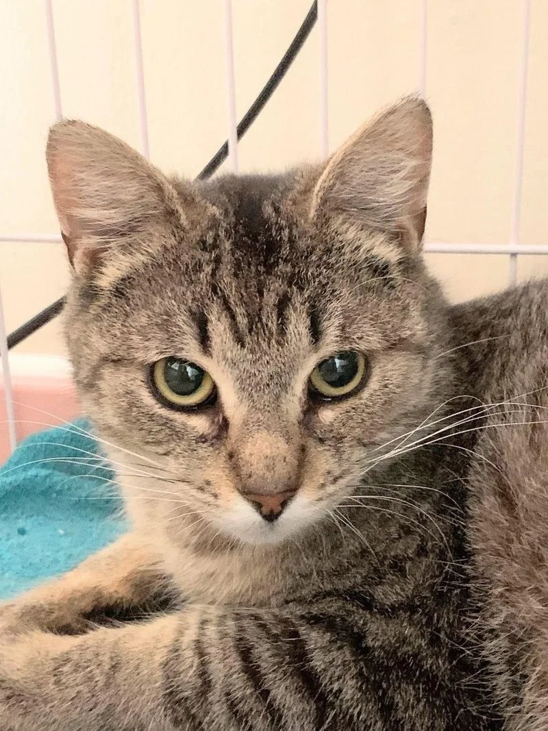 Cheddar Broccoli Casserole & thumbnail 5