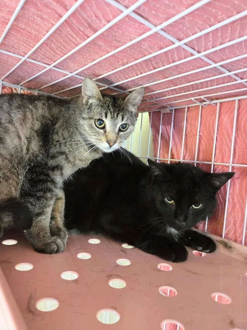 Cheddar Broccoli Casserole &