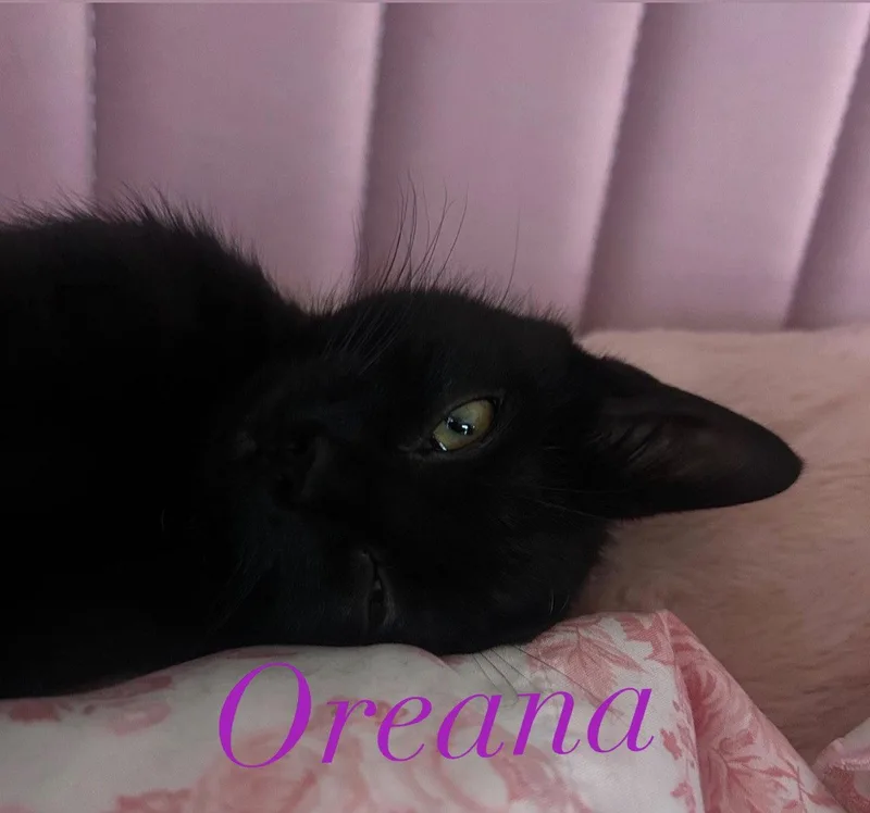 A baby medium-sized female Black Domestic Short Hair cat named Oreana for adoption in Spring Lake, NJ