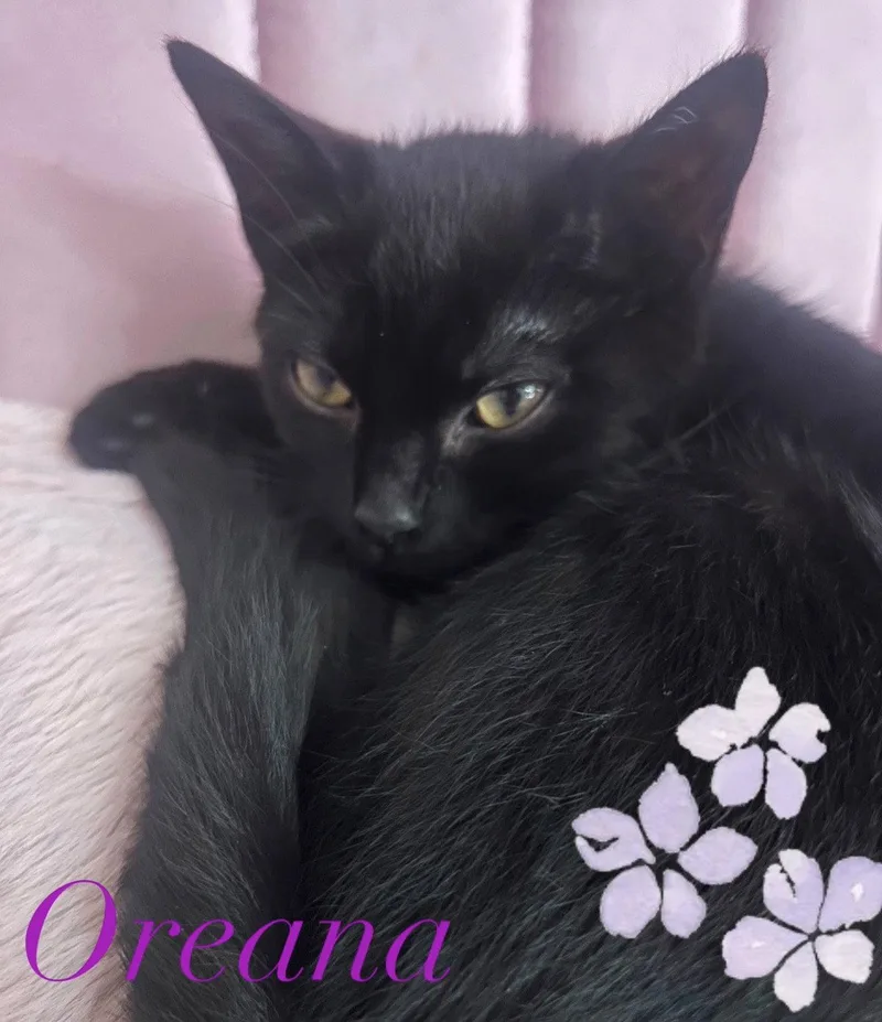Oreana thumbnail 2