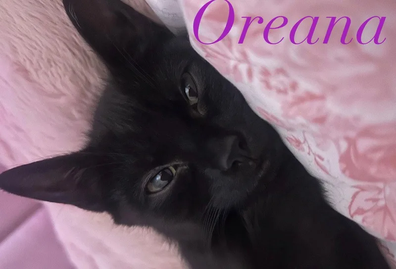 Oreana thumbnail 3