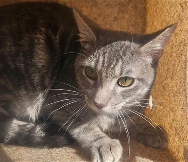 A young medium-sized male Domestic Short Hair cat named Grayson for adoption in Rancho Cucamonga, CA