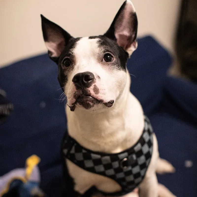 A young medium-sized male Black American Staffordshire Terrier dog named Oriole for adoption in Long Island City, NY