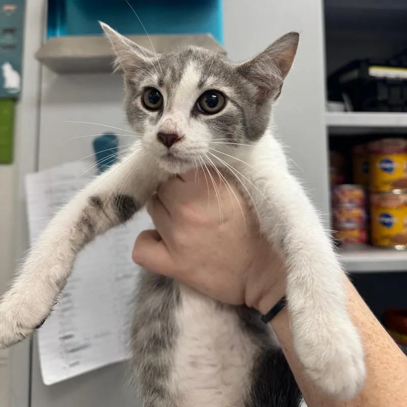 A baby small-sized female Gray / Blue / Silver Domestic Short Hair cat named Trudie for adoption in Columbiana, AL