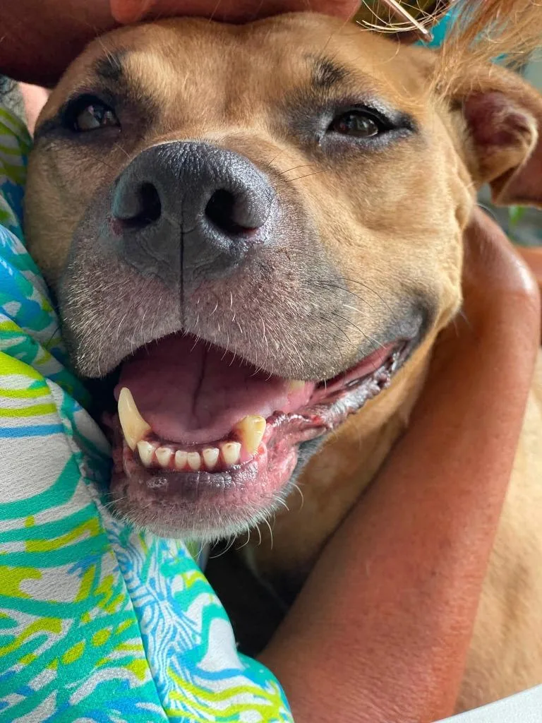 An adult medium-sized female Black Mouth Cur dog named Gigi for adoption in Fort Mill, SC