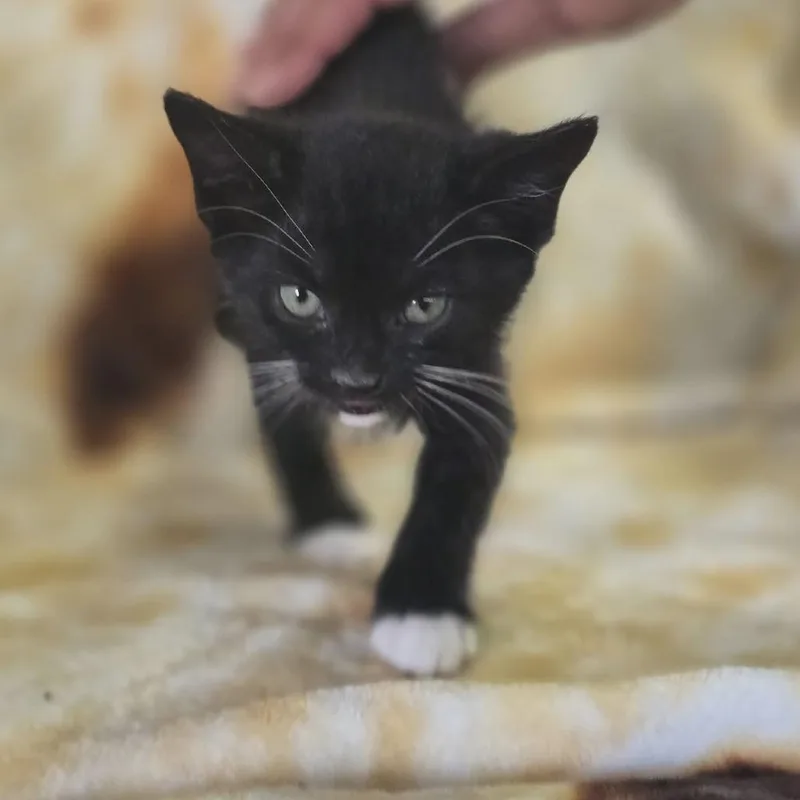 A baby small-sized male Black Domestic Short Hair cat named Dorian for adoption in Gordonsville, TN