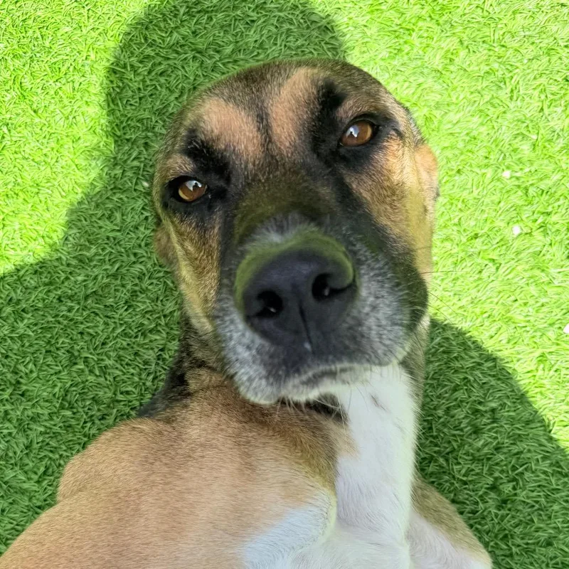 Tall Tan Aka Roscoe