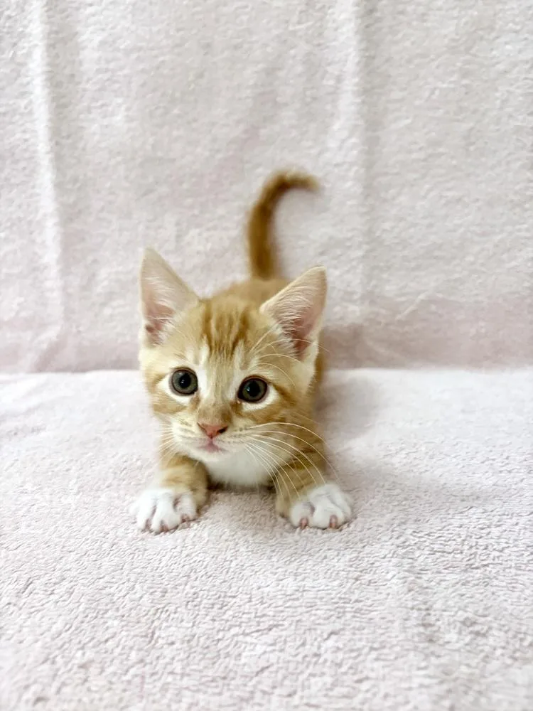 A baby small-sized male Domestic Short Hair cat named Mikan. for adoption in Pacifica, CA