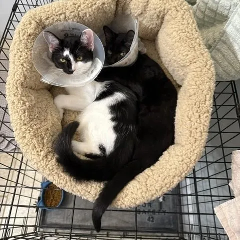 A baby medium-sized female Black Domestic Short Hair cat named Tito for adoption in Lynchburg, VA