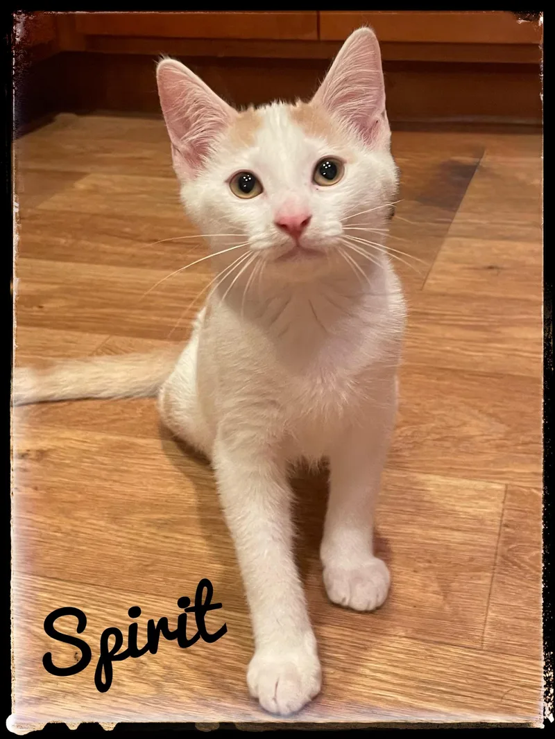 A baby small-sized male Domestic Short Hair cat named Spirit for adoption in El Cajon, CA