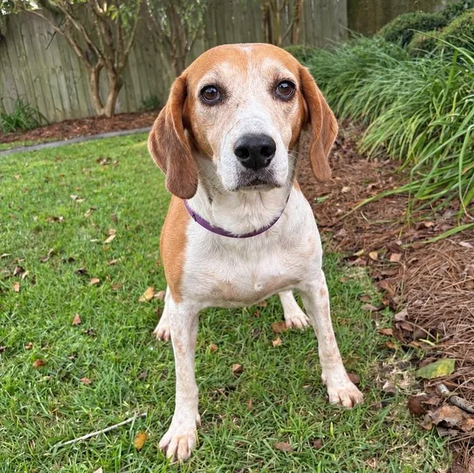 An adult medium-sized male Tricolor (Brown, Black, & White) Hound dog named Copper for adoption in Valdosta, GA