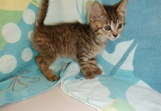 A baby small-sized female Domestic Short Hair cat named Tabi for adoption in San Jose, CA
