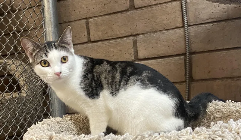 A baby medium-sized female White Domestic Short Hair cat named Gloria for adoption in Phoenix, AZ