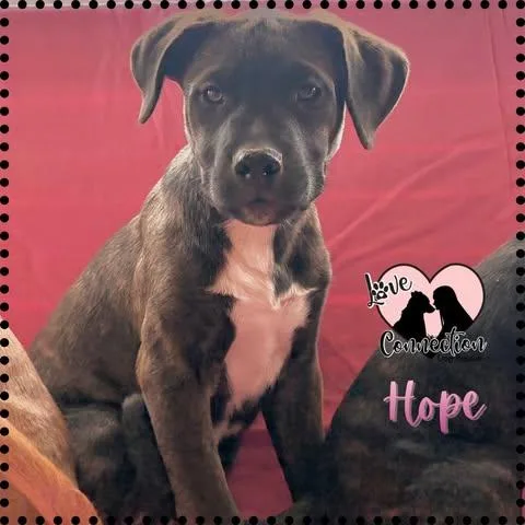 A baby medium-sized female Brown / Chocolate Labrador Retriever dog named Hope for adoption in Gilbert, AZ